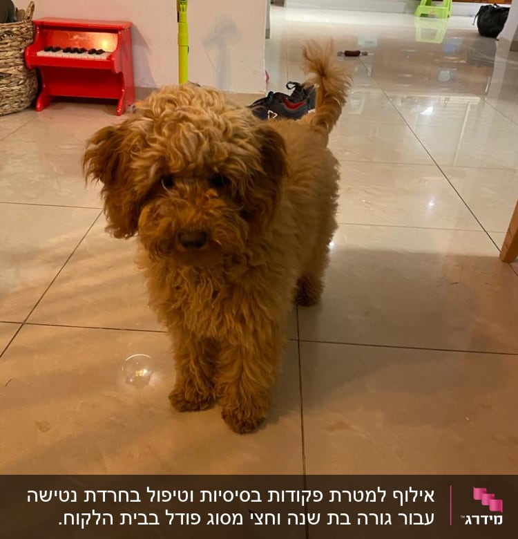 כלב עומד על רצפה עם צעצועים מסביב